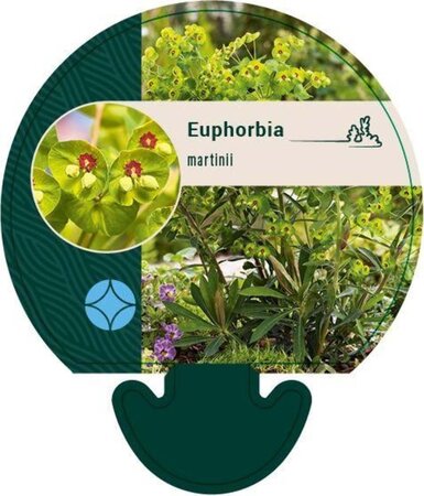 Euphorbia martini geen maat specificatie 0,55L/P9cm
