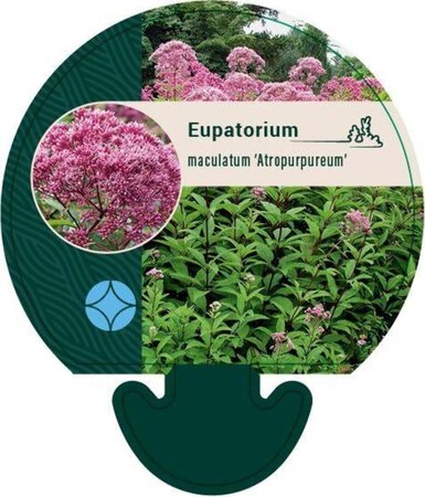 Eupatorium mac. 'Atropurpureum' geen maat specificatie 0,55L/P9cm - afbeelding 1