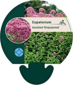 Eupatorium mac. 'Atropurpureum' geen maat specificatie 0,55L/P9cm - afbeelding 1