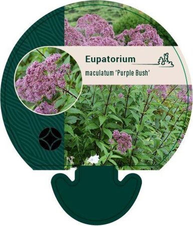 Eupatorium mac. 'Purple Bush' geen maat specificatie 0,55L/P9cm - afbeelding 1