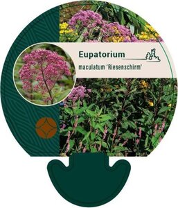Eupatorium mac. 'Riesenschirm' geen maat specificatie 0,55L/P9cm