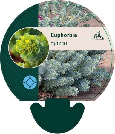 Euphorbia myrsinites geen maat specificatie 0,55L/P9cm