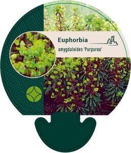 Euphorbia amygdal. 'Purpurea' geen maat specificatie 0,55L/P9cm - afbeelding 2