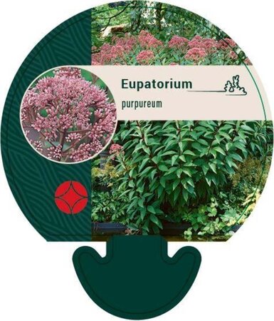 Eupatorium purpureum geen maat specificatie 0,55L/P9cm - afbeelding 4
