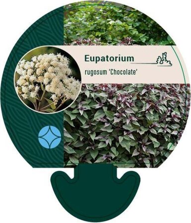 Eupatorium rugosum 'Chocolate' geen maat specificatie 0,55L/P9cm - afbeelding 2