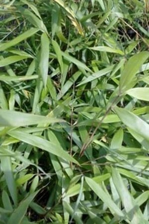 Fargesia scabrida 'Asian Wonder' 10-20 cm cont. 1L - afbeelding 2