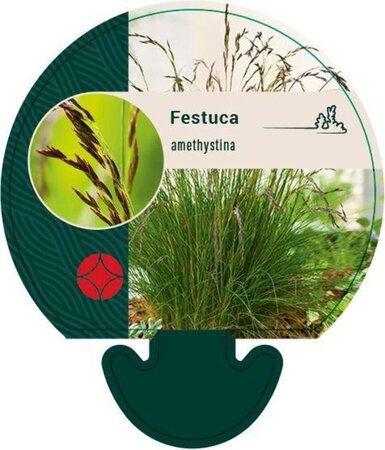 Festuca amethystina geen maat specificatie 0,55L/P9cm - afbeelding 2