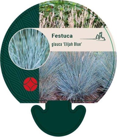 Festuca glauca 'Elijah Blue' geen maat specificatie 0,55L/P9cm - afbeelding 9