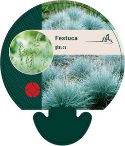 Festuca glauca geen maat specificatie 0,55L/P9cm - afbeelding 2