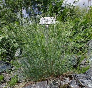 Festuca valesiaca 'Silbersee' geen maat specificatie 0,55L/P9cm