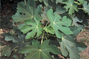 Ficus carica 150-175 cm draadkluit meerstammig - afbeelding 3
