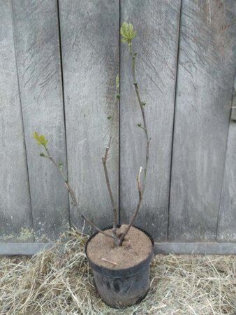 Ficus car. 'Bornholms Diamant' 50-60 cm cont. 5,0L - afbeelding 2