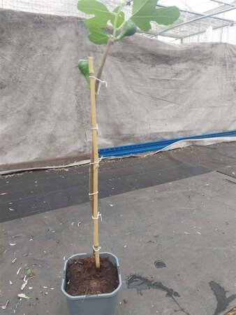 Ficus car. 'Brown Turkey' 60-70 cm cont. 2,0L - afbeelding 1