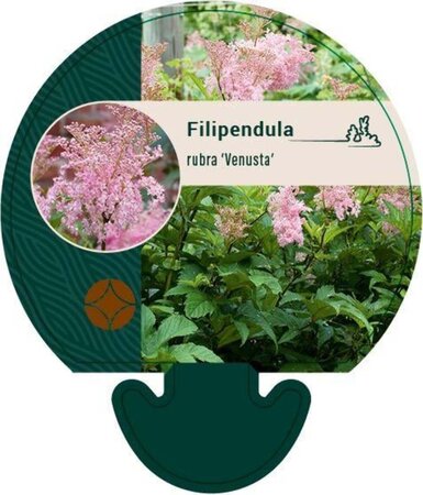 Filipendula r. 'Venusta' geen maat specificatie 0,55L/P9cm