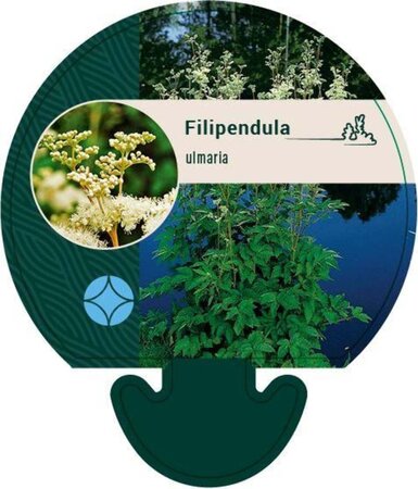 Filipendula ulmaria geen maat specificatie 0,55L/P9cm - image 1