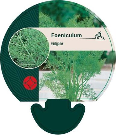 Foeniculum vulgare geen maat specificatie 0,55L/P9cm - image 5