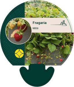 Fragaria vesca geen maat specificatie 0,55L/P9cm - afbeelding 4