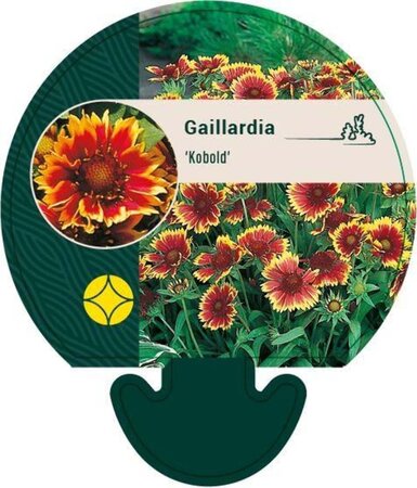 Gaillardia 'Kobold' geen maat specificatie 0,55L/P9cm - afbeelding 4
