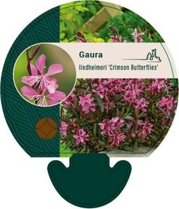 Gaura l. 'Crimson Butterflies' geen maat specificatie 0,55L/P9cm