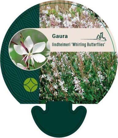 Gaura l. 'Whirling Butterflies' geen maat specificatie 0,55L/P9cm - afbeelding 7