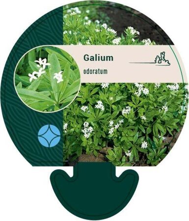 Galium odoratum geen maat specificatie 0,55L/P9cm - image 6