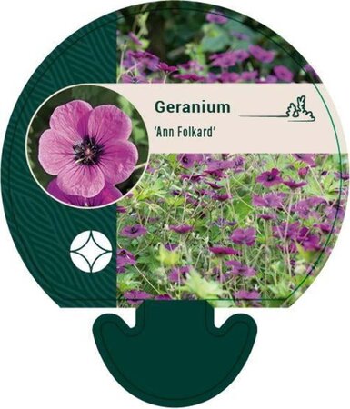 Geranium 'Ann Folkard' geen maat specificatie 0,55L/P9cm - afbeelding 1