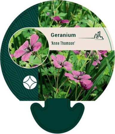 Geranium 'Anne Thomson' geen maat specificatie 0,55L/P9cm