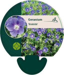 Geranium 'Brookside' geen maat specificatie 0,55L/P9cm - afbeelding 2