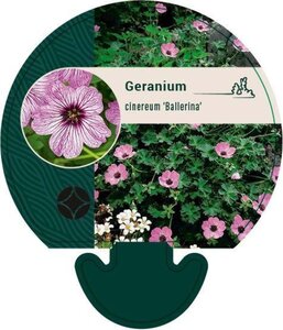 Geranium cin. 'Ballerina' geen maat specificatie 0,55L/P9cm - afbeelding 5