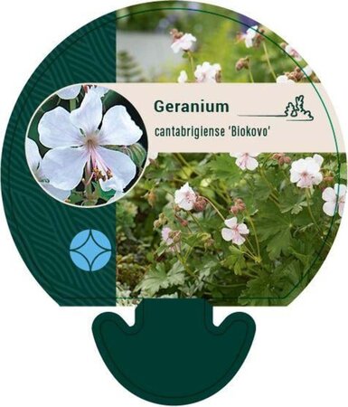 Geranium cant. 'Biokovo' geen maat specificatie 0,55L/P9cm - image 12
