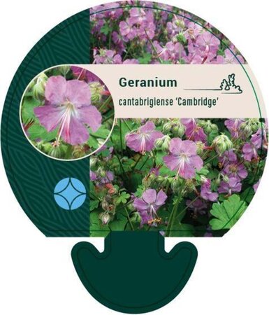 Geranium cant. 'Cambridge' geen maat specificatie 0,55L/P9cm - afbeelding 5