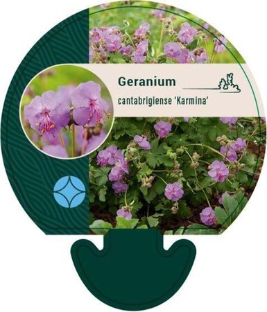 Geranium cant. 'Karmina' geen maat specificatie 0,55L/P9cm - afbeelding 2