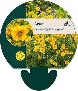 Geum chiloense 'Lady Stratheden' geen maat specificatie 0,55L/P9cm - afbeelding 3