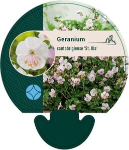 Geranium cant. 'St Ola' geen maat specificatie 0,55L/P9cm - afbeelding 3
