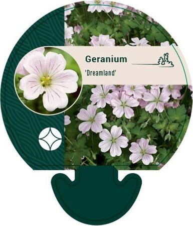 Geranium Dreamland geen maat specificatie 0,55L/P9cm - afbeelding 1