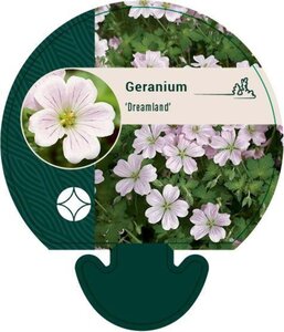 Geranium Dreamland geen maat specificatie 0,55L/P9cm - afbeelding 1