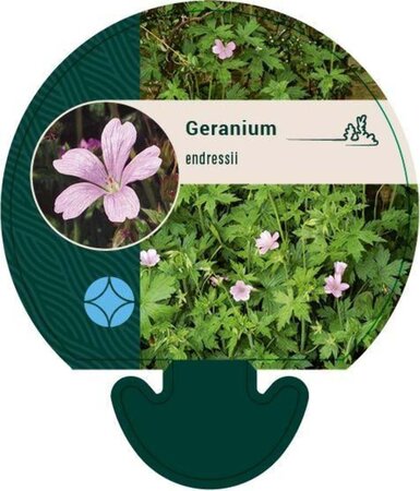 Geranium endressii geen maat specificatie 0,55L/P9cm - afbeelding 3