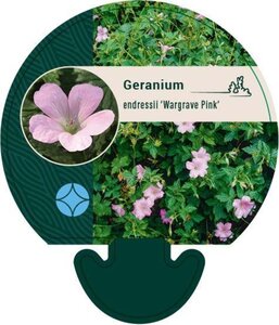 Geranium endressii 'Wargrave Pink' geen maat specificatie 0,55L/P9cm - afbeelding 1