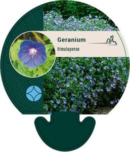 Geranium himalayense geen maat specificatie 0,55L/P9cm - afbeelding 4