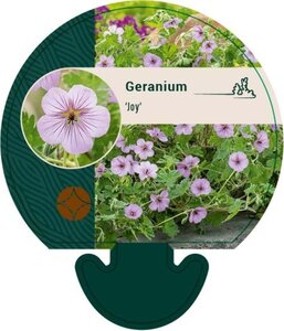 Geranium 'Joy' geen maat specificatie 0,55L/P9cm
