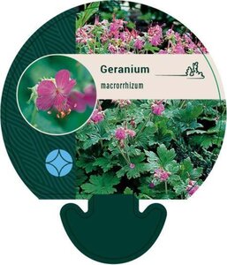 Geranium macrorrhizum geen maat specificatie 0,55L/P9cm - afbeelding 7