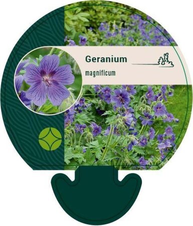 Geranium magnificum geen maat specificatie 0,55L/P9cm