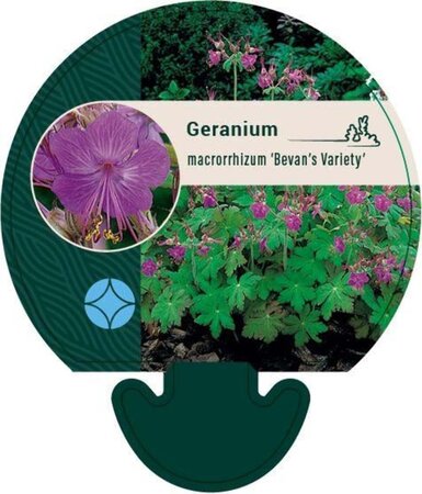 Geranium macr. 'Bevan's Variety' geen maat specificatie 0,55L/P9cm
