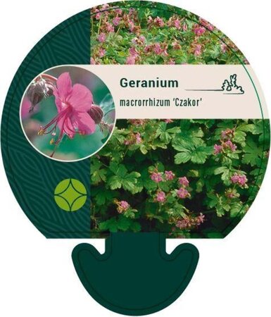 Geranium macr. 'Czakor' geen maat specificatie 0,55L/P9cm - afbeelding 2