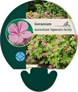 Geranium macr. 'Ingwersen's Var.' geen maat specificatie 0,55L/P9cm - afbeelding 3