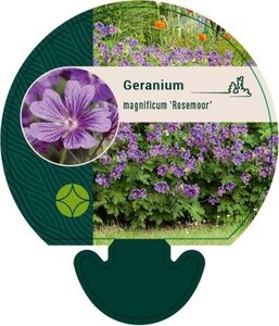 Geranium magnificum 'Rosemoor' geen maat specificatie 0,55L/P9cm