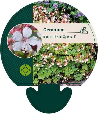 Geranium macr. 'Spessart' geen maat specificatie 0,55L/P9cm - afbeelding 5