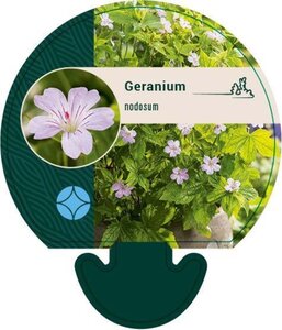 Geranium nodosum geen maat specificatie 0,55L/P9cm - afbeelding 5