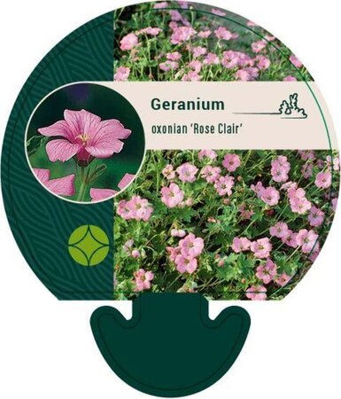 Geranium ox. 'Rose Clair' geen maat specificatie 0,55L/P9cm