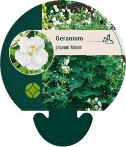 Geranium ph. 'Album' geen maat specificatie 0,55L/P9cm - afbeelding 3